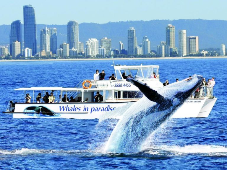 whales-in-paradise-whale-watching-tour-16188-crop.jpg